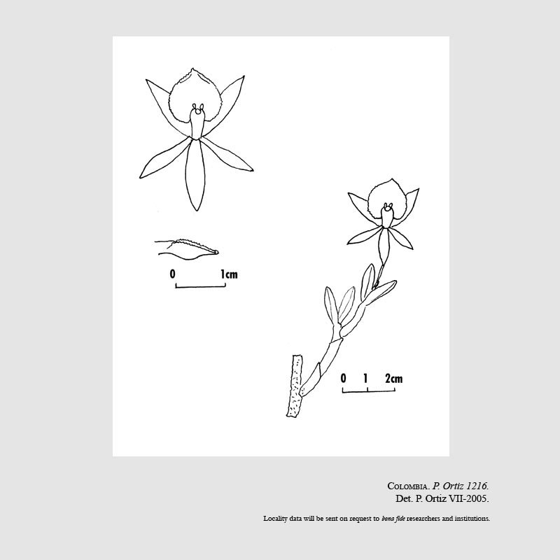 Epidendrum caeciliae